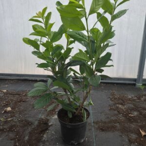 Bobkovišeň  Genolia 50cm v květináči